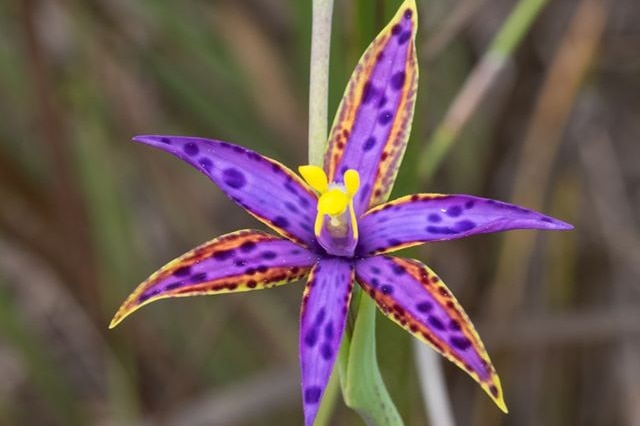 A queen of sheba orchid in the Great Southern region of Western Australia