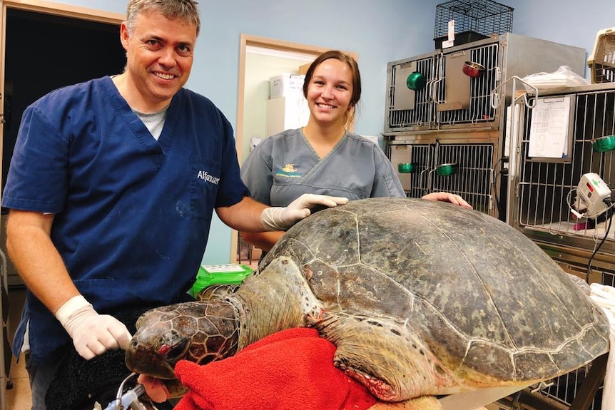 Denise lays on a vet table looking sad with a cut eye lid and blood on her cut flipper, a vet and nurse stand behind her.