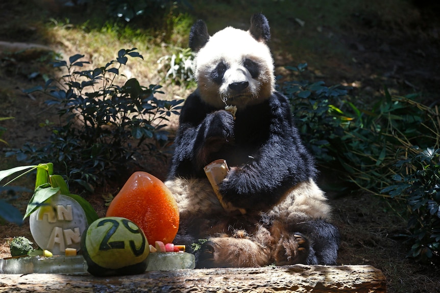 A Panda eating fruit