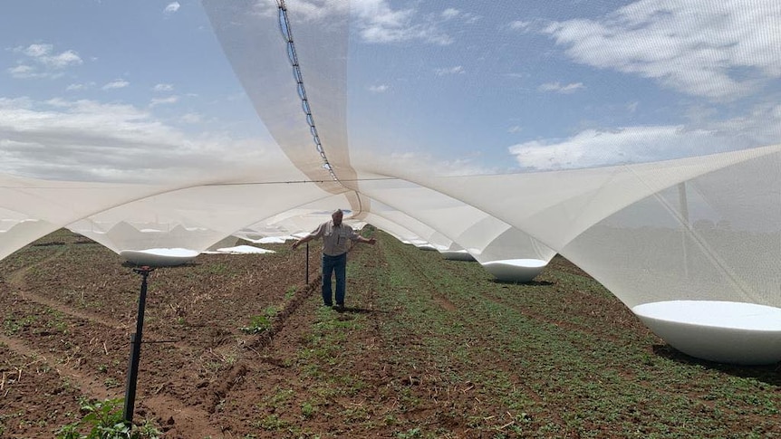 Man walks between nets hanging heavy with hail.