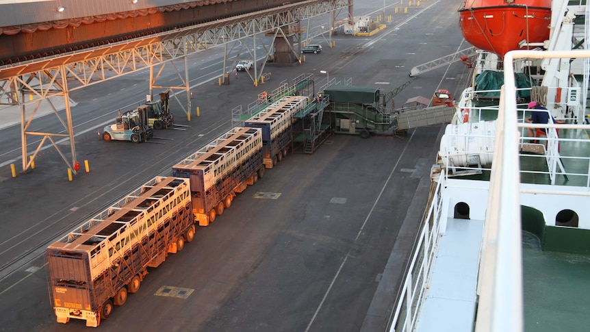 A truck unloads cattle at the Darwin Port onto livestock vessel, the MV Ocean Drover.