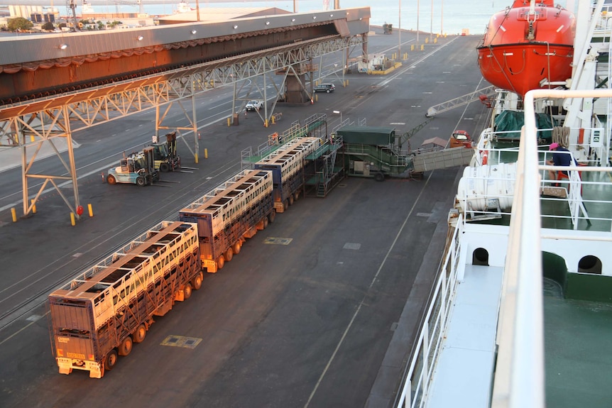 A truck unloads cattle at the Darwin Port onto livestock vessel, the MV Ocean Drover.