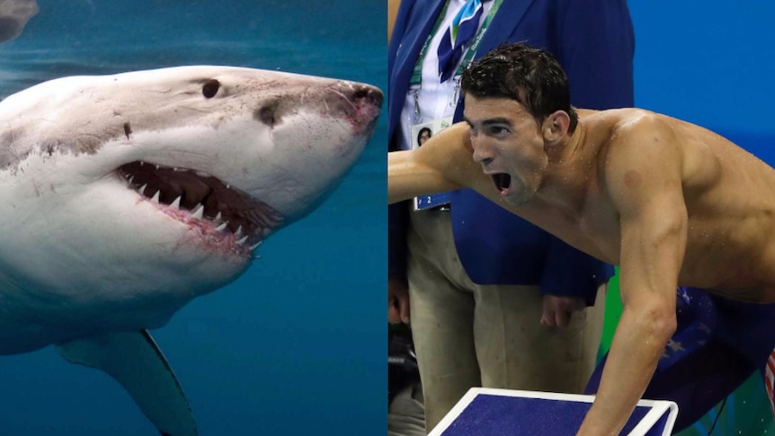 Michael Phelps did not really race a shark as promised. (Photo: AAP/AP)