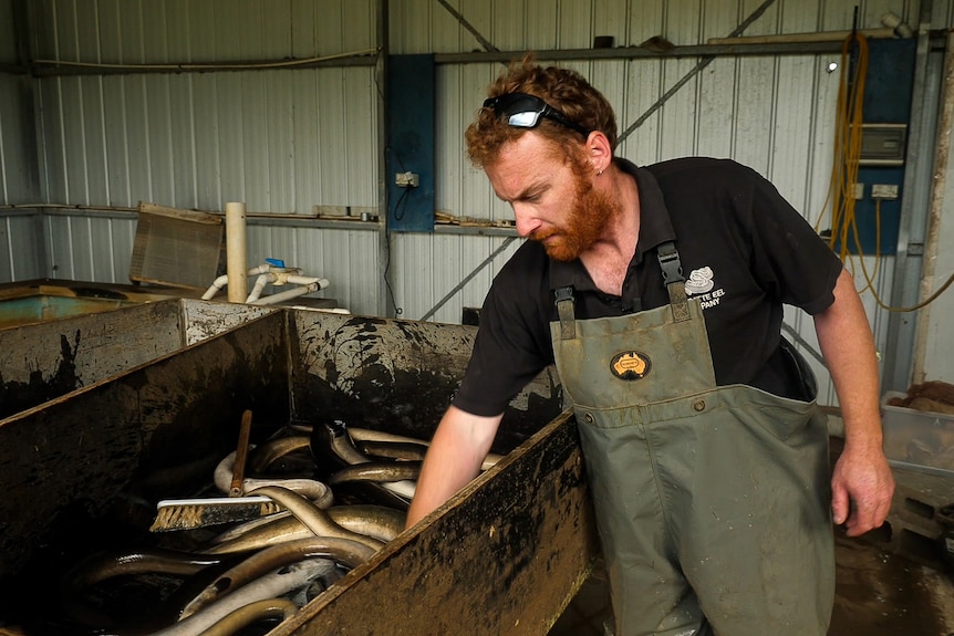 A man with a black t-shirt reaches into a tank that contains water and eels.