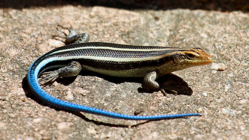 A blue-tailed skink rests on a rock in Sabi Sands, South Africa.