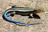 A blue-tailed skink rests on a rock in Sabi Sands, South Africa.