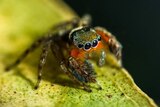 A new species of jumping spider discovered during Bush Blitz in Quinkan Country on the Cape York Peninsula