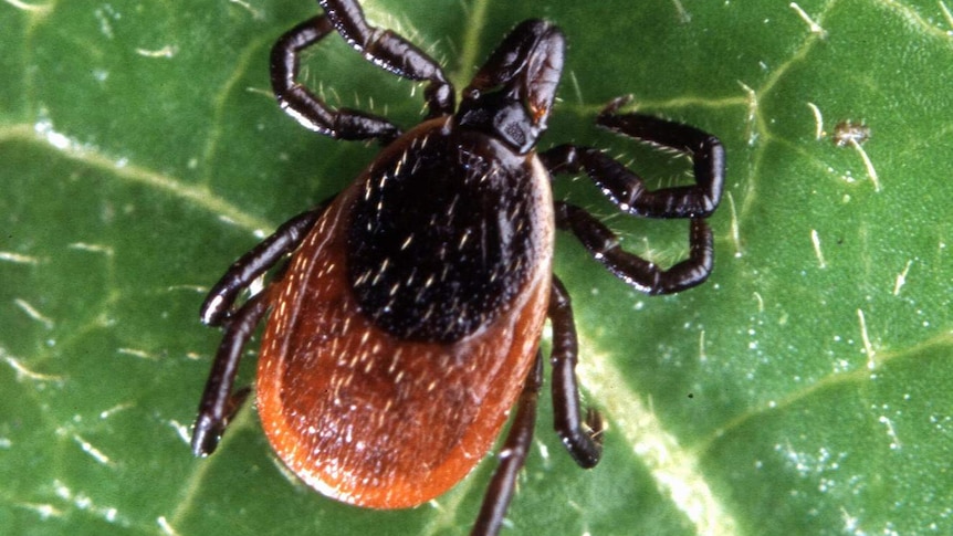 American Deer Tick