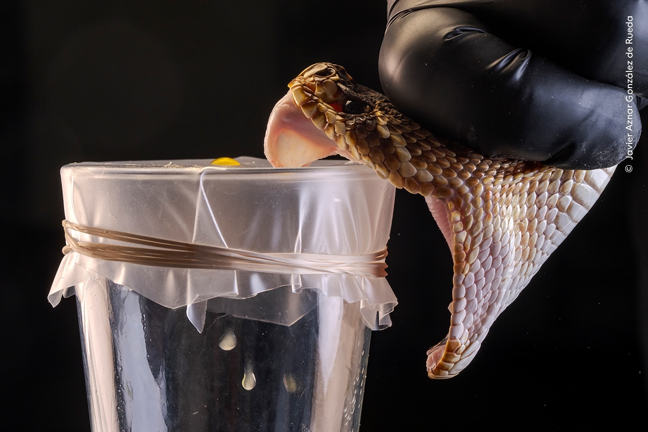 Rokas nospiež čūskas galvas aizmuguri pret stikla malu, kad dzīvnieka fani pieķeras plastmasas loksnei.