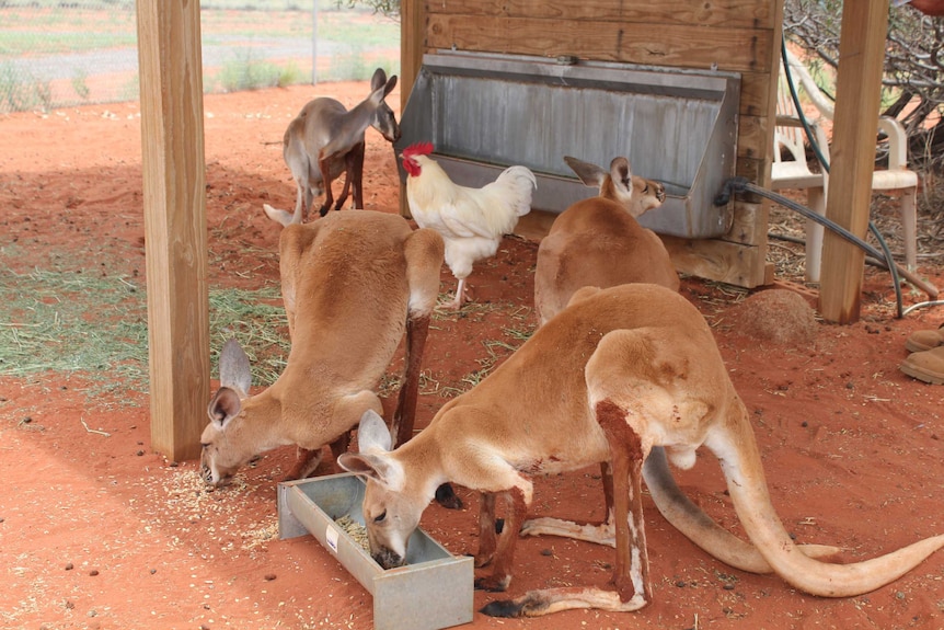 Rooster 'Cluck Norris' with kangaroos at Erldunda Roadhouse