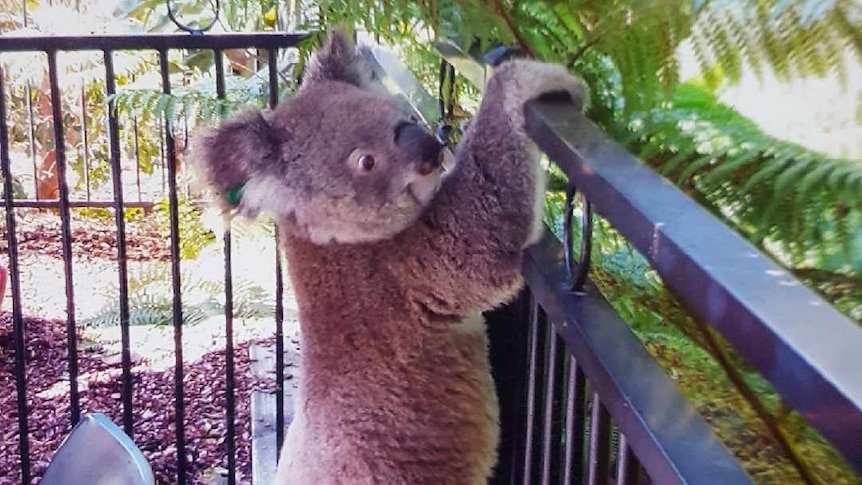 A koala on a cafe fence.