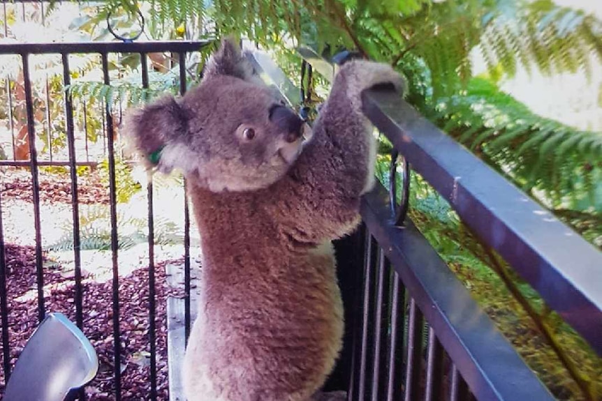 A koala on a cafe fence.