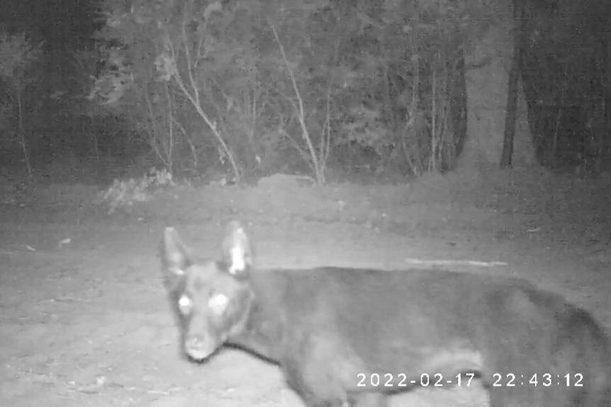 An animal, dog-like in appearance, is seen walking past trees at night.