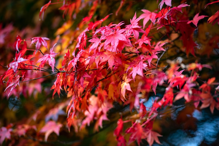Branches bearing bright pink and red leaves.