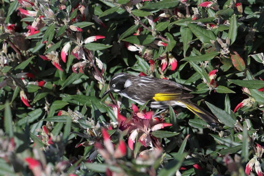 A bird that's mostly black and white with some yellow feathers perches on a branch