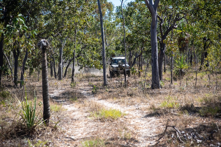 A long shot of a troopy drives along in the trees on dry soil.