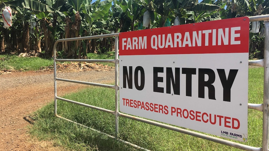 A sign in front of a banana farm warns trespassers not to enter or risk prosecution