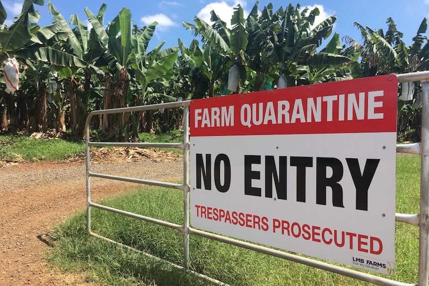 A sign in front of a banana farm warns trespassers not to enter or risk prosecution