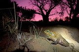 A cane toad on a rock lit by a flash, in the background a pink sky and a boab tree silhouette
