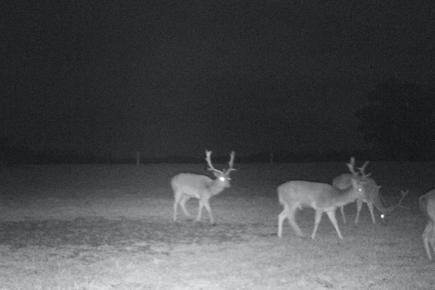 Infrared image of deer on a farm at night