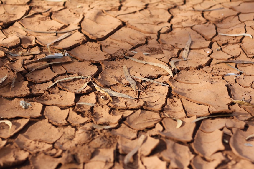 Drought cracked earth on Andrew Forrest's Minderoo property in WA.