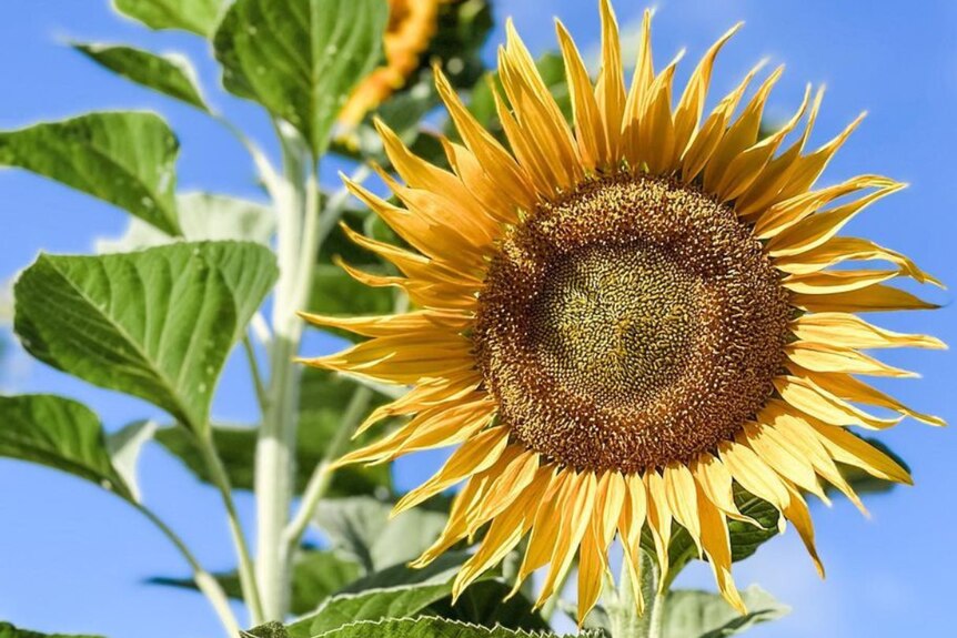 a single sunflower blooming with stem and leaves on one side, blue sky on the otehr