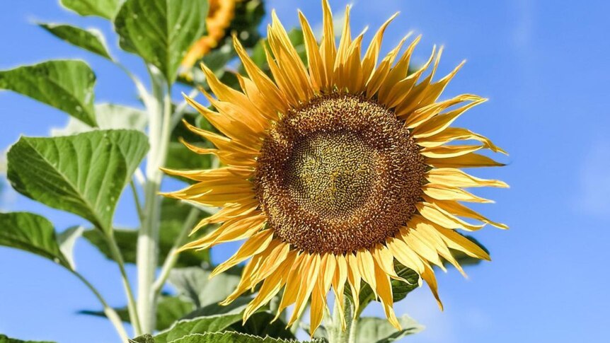 a single sunflower blooming with stem and leaves on one side, blue sky on the otehr