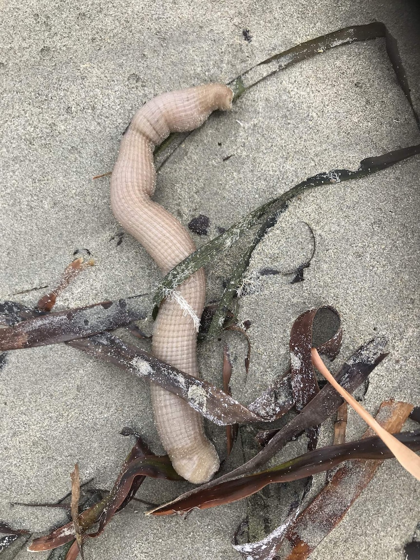 A worm-like creature on a beach with seaweed.