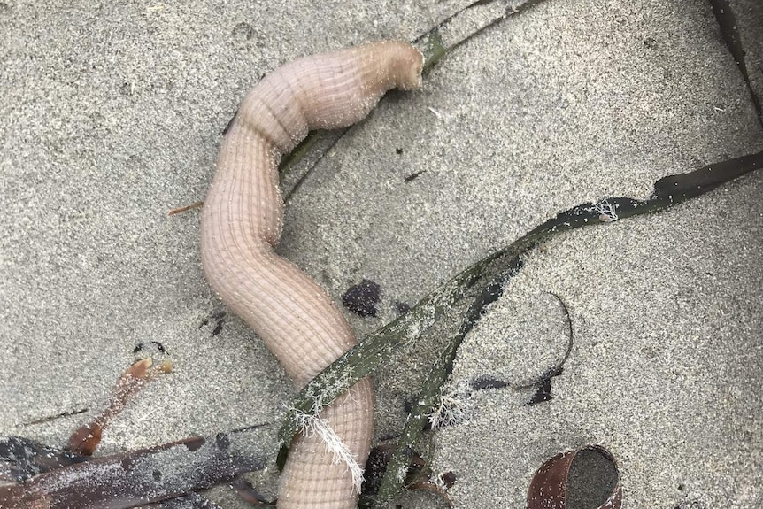 A worm-like creature on a beach with seaweed.