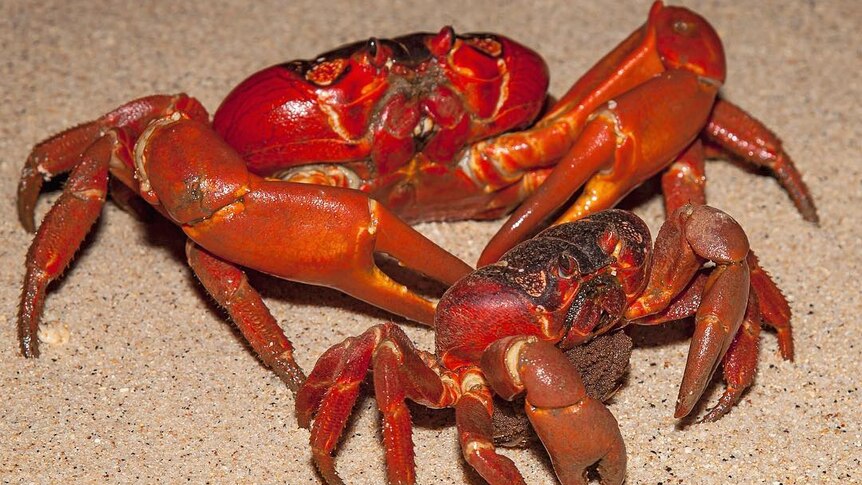 red crabs mating