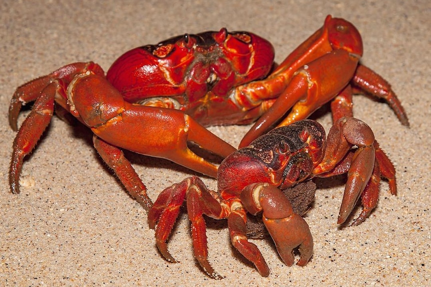 red crabs mating