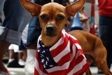 A Chihuahua wears a US flag during a May Day rally protest.