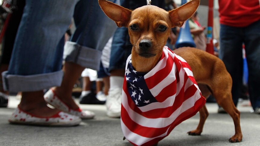 A Chihuahua wears a US flag during a May Day rally protest.