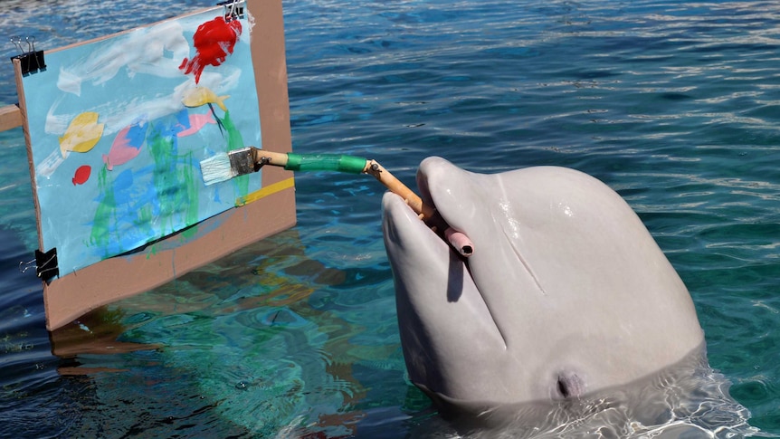 A Beluga paints a picture with a special paintbrush.
