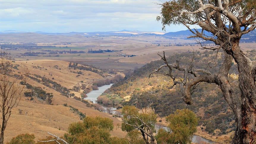 The view from the top of a hill, with a river running through a valley, rolling hills and a gum tree on the right.