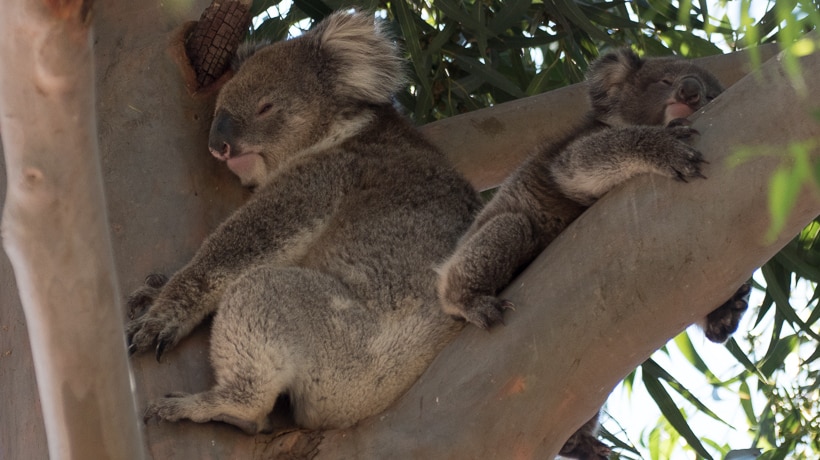 Koalas that now call Kersbrook Primary home.