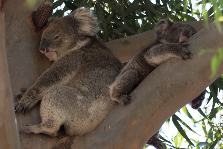 Koalas that now call Kersbrook Primary home.