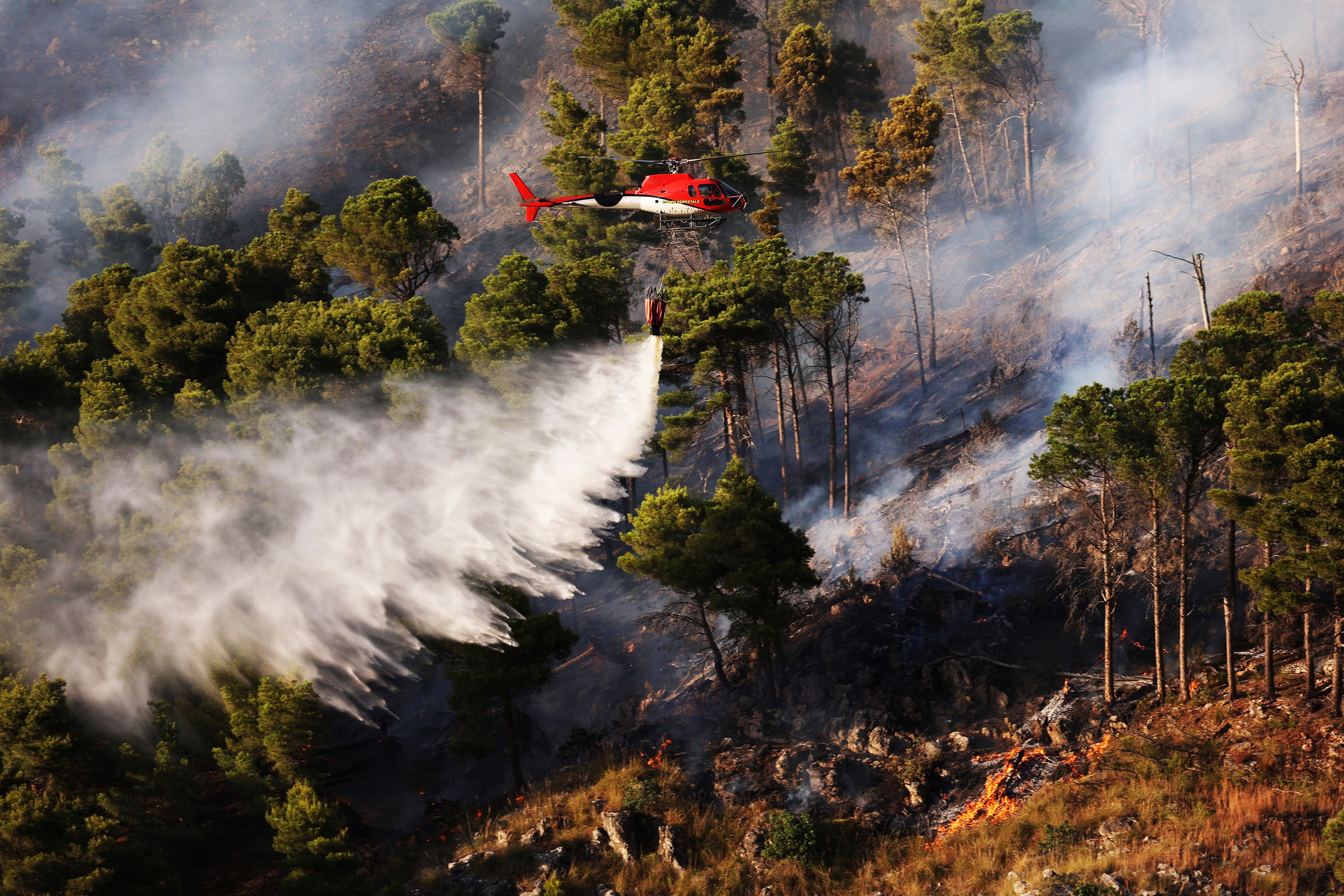 Red helicopter sprays water over forest 