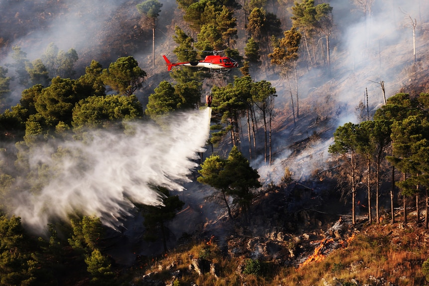 Red helicopter sprays water over forest 