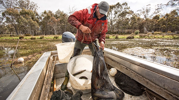 Brad Finlayson pulling eel nets