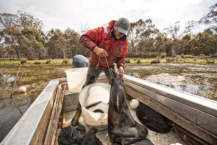 Brad Finlayson pulling eel nets