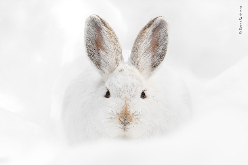 A small white rabbit sitting on a pile of snow