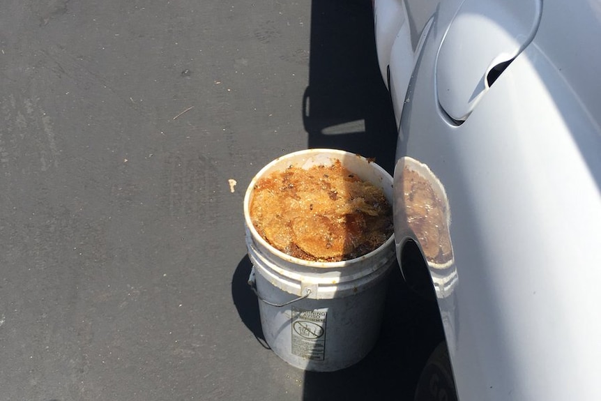 Pieces of honeycomb and bees in a bucket