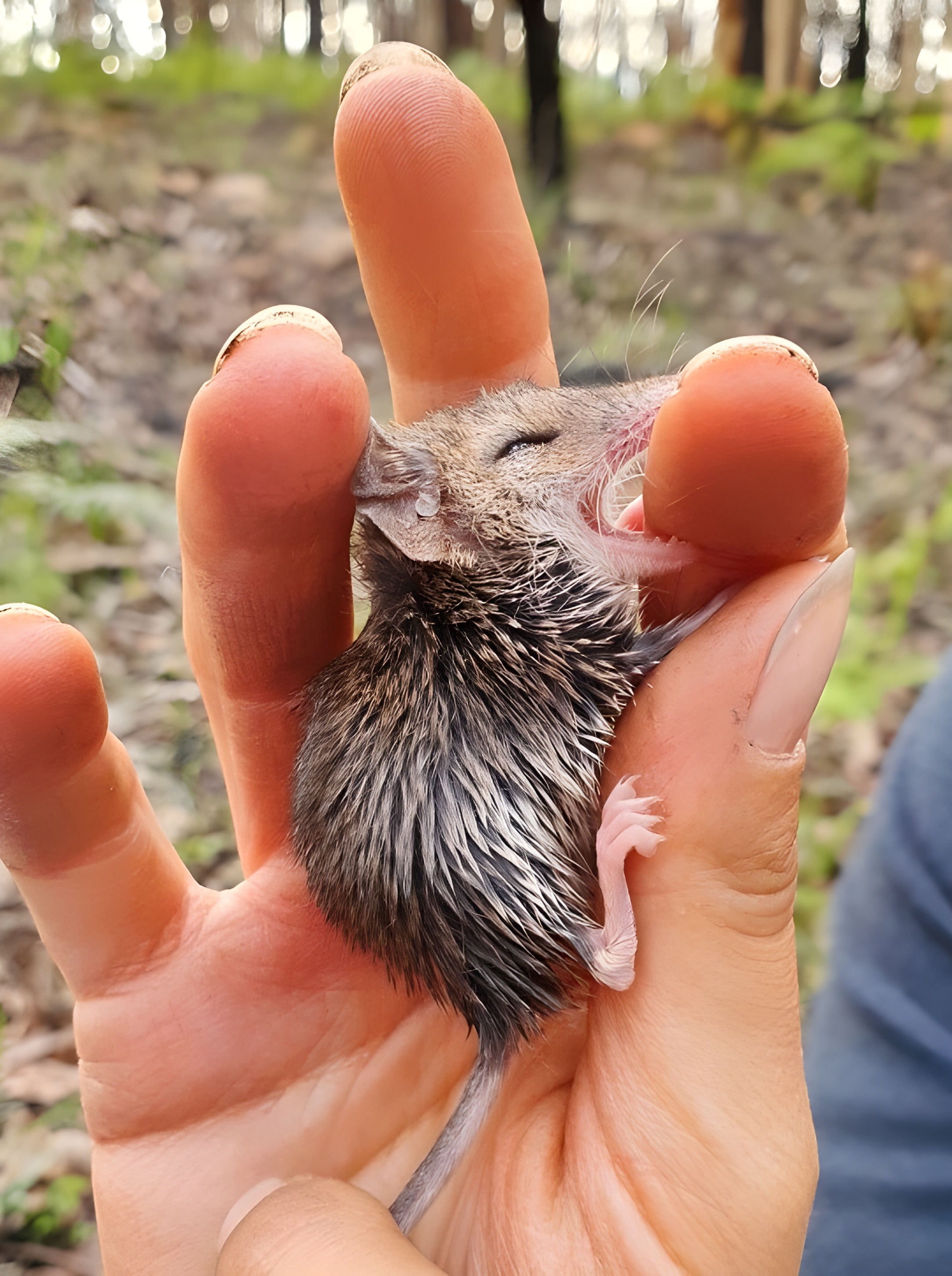 A small mouse-like creatures gently bites a finger of a hand holding it.