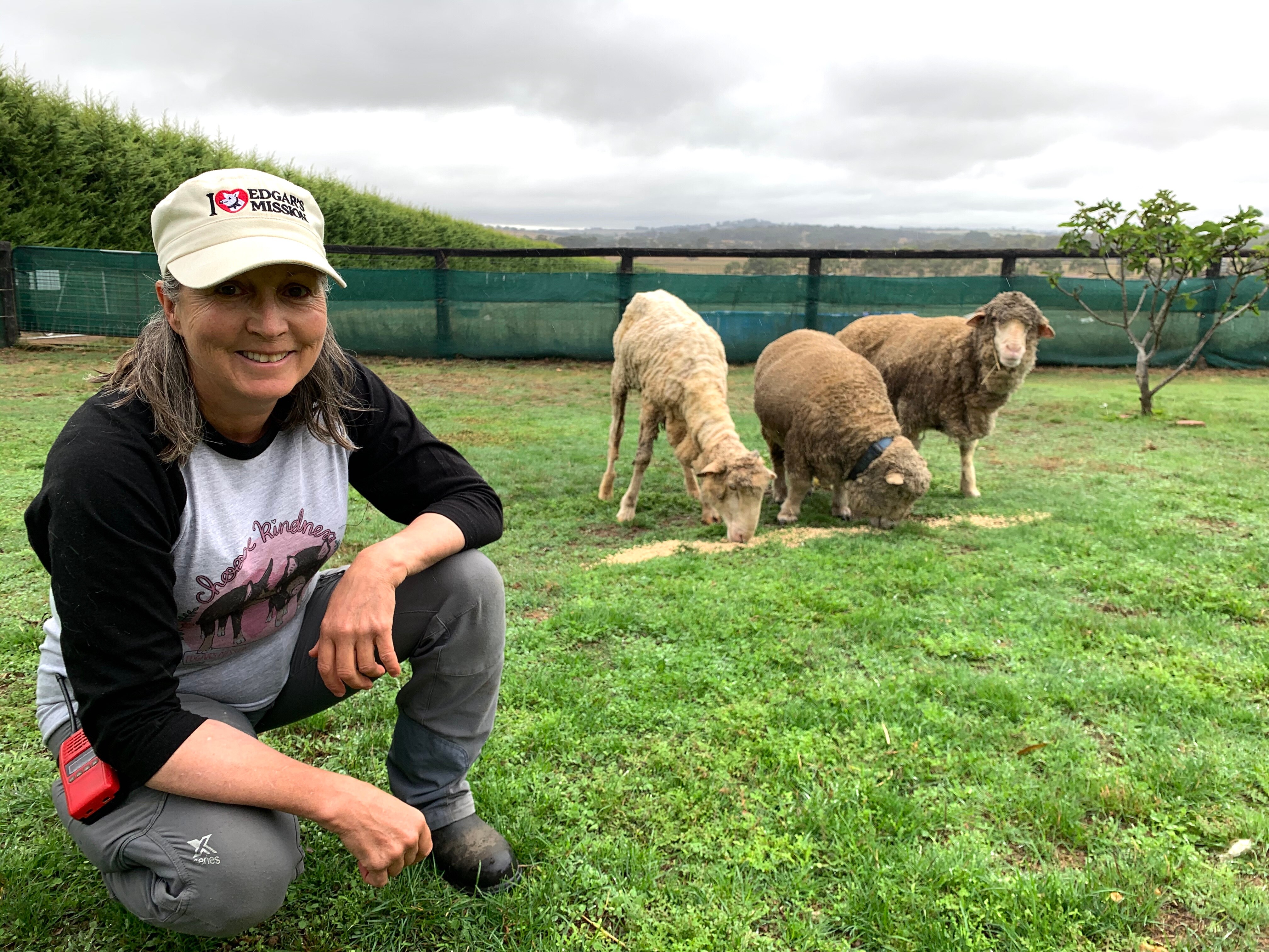 a woman is kneeling in front of three sheep on a farm