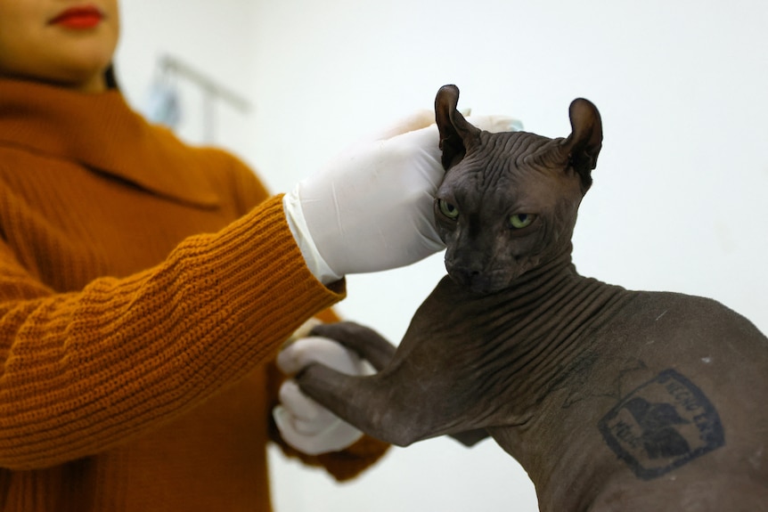 A grey, hairless tattooed cat gets a pat from a woman wearing white gloves and an orange jumper.