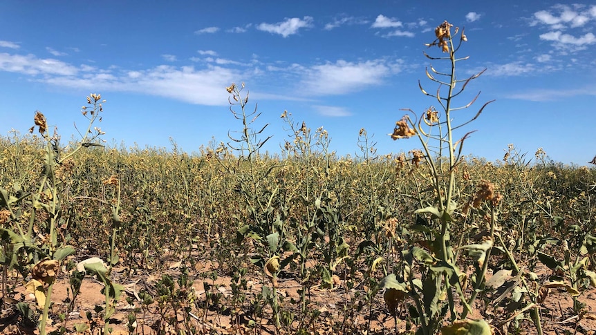 A dry and frost-bitten looking crop of emaciated-looking canola.