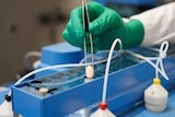 A pill being held between teasers by a gloved scientist 