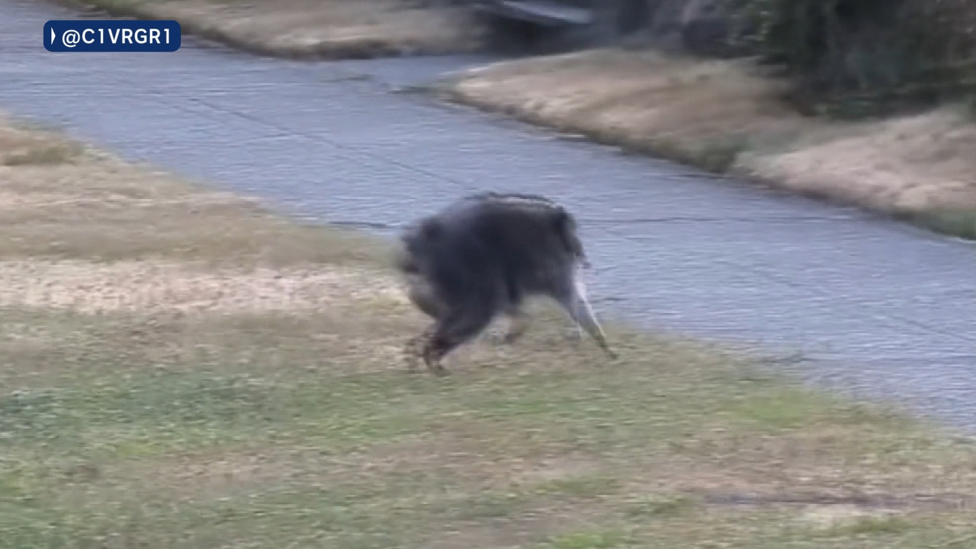 “Jimothy” the raccoon with short-spine syndrome draws attention in Seattle