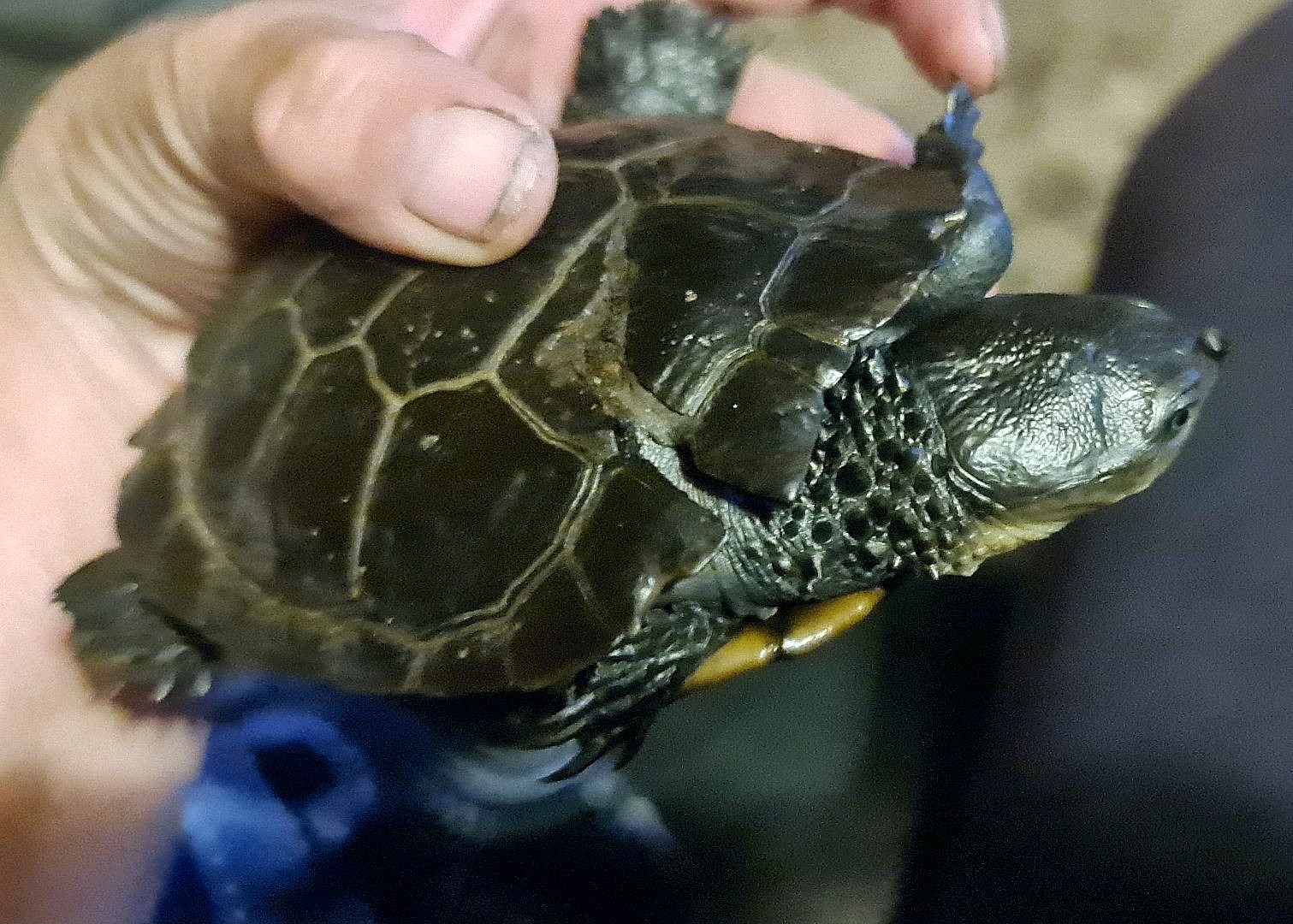 Western Swamp tortoise again